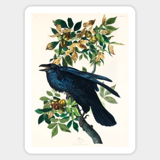 Raven from Birds of America (1827) Sticker